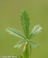 Attēlu rezultāti vaicājumam “Potentilla erecta fruit”