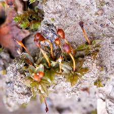 Attēlu rezultāti vaicājumam “Tortula truncata”