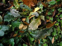 Attēlu rezultāti vaicājumam “Erysiphe galeopsidis”