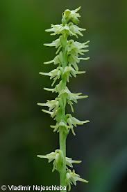 Attēlu rezultāti vaicājumam “Herminium monorchis”