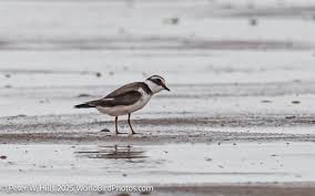 Attēlu rezultāti vaicājumam “Charadrius hiaticula adult”