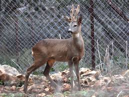 Attēlu rezultāti vaicājumam “Capreolus capreolus”