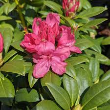 Attēlu rezultāti vaicājumam “rhododendron”