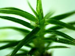 Attēlu rezultāti vaicājumam “Polytrichum juniperinum sporophyte”