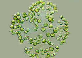 Attēlu rezultāti vaicājumam “Diachea dictyospora (syn. Craterium dictyosporum) stalked”