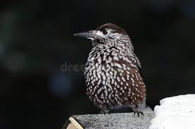 Attēlu rezultāti vaicājumam “Nucifraga caryocatactes adult”