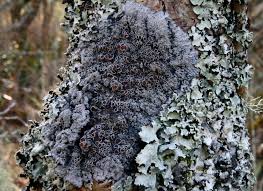 Attēlu rezultāti vaicājumam “Cribraria rubiginosa”