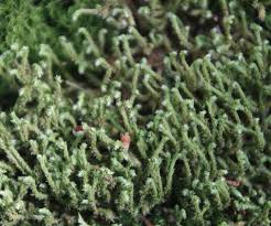 Attēlu rezultāti vaicājumam “Hedwigia ciliata sporophyte”