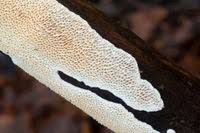 Attēlu rezultāti vaicājumam “Antrodia albida”