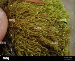 Attēlu rezultāti vaicājumam “Brachytheciastrum velutinum”