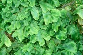 Attēlu rezultāti vaicājumam “Leiocolea collaris”