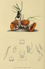 Attēlu rezultāti vaicājumam “Pterostichus aterrimus”