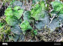 Attēlu rezultāti vaicājumam “Peltigera extenuata”