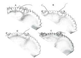 Attēlu rezultāti vaicājumam “Trichia scabra sessile”