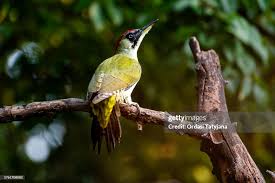 Attēlu rezultāti vaicājumam “Picus viridis”