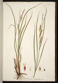 Attēlu rezultāti vaicājumam “Carex rostrata”