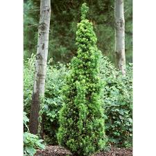 Attēlu rezultāti vaicājumam “Taxus”