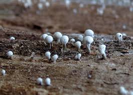 Attēlu rezultāti vaicājumam “Phleogena faginea sessile”