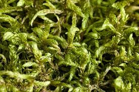 Attēlu rezultāti vaicājumam “Pleurozium schreberi sporophyte”