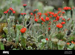 Attēlu rezultāti vaicājumam “Cladonia coccifera”