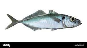 Image result for Trachurus mediterraneus