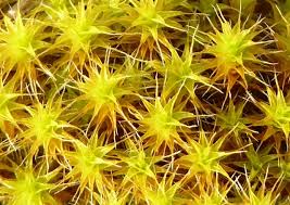 Attēlu rezultāti vaicājumam “Syntrichia ruralis var. ruralis sporophyte”