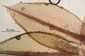 Attēlu rezultāti vaicājumam “Bryum pallens”