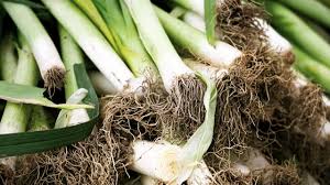 Image result for Porree