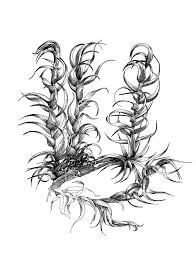 Attēlu rezultāti vaicājumam “Drepanocladus aduncus”