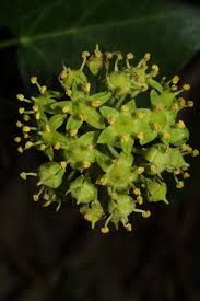 Attēlu rezultāti vaicājumam “Hedera helix”