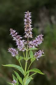 Attēlu rezultāti vaicājumam “Mentha spicata flower”