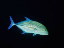 Image result for Caranx melampygus