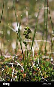 Attēlu rezultāti vaicājumam “Scheuchzeriaceae”