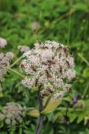 Attēlu rezultāti vaicājumam “Angelica sylvestris flower”