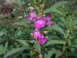 Attēlu rezultāti vaicājumam “Balsaminaceae”