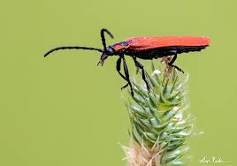 Attēlu rezultāti vaicājumam “Lygistopterus sanguineus”