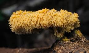 Attēlu rezultāti vaicājumam “Mycoacia fuscoatra”