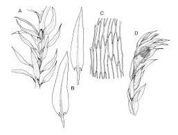 Attēlu rezultāti vaicājumam “Pohlia wahlenbergii”