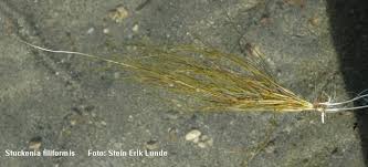 Attēlu rezultāti vaicājumam “Stuckenia filiformis”