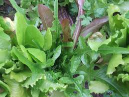 Image result for Pflücksalat