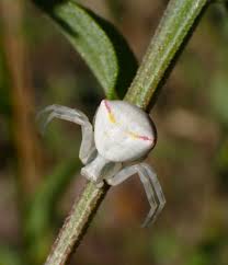 Attēlu rezultāti vaicājumam “Misumena vatia”