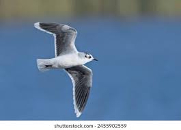 Attēlu rezultāti vaicājumam “Larus minutus adult”