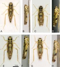 Attēlu rezultāti vaicājumam “Eupteryx vittata”