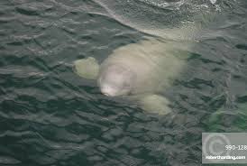 Image result for Delphinapterus leucas