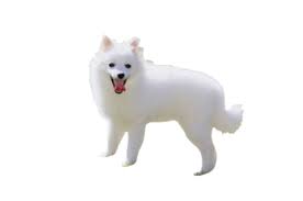 Image result for スピッツ