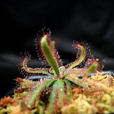 Attēlu rezultāti vaicājumam “Drosera rotundifolia leaf”