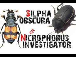 Attēlu rezultāti vaicājumam “Silpha obscura”