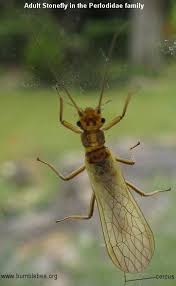 Attēlu rezultāti vaicājumam “Plecoptera”