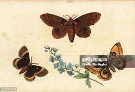 Attēlu rezultāti vaicājumam “Lasiocampa quercus imago”