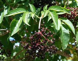 Attēlu rezultāti vaicājumam “Sambucus nigra fruit”
